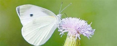 白蝴蝶飛進家裡代表什麼